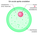 Un ovule