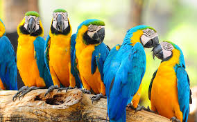 Image result for macaw parrot hd