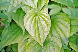 Image result for yam leaves