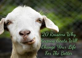 Image result for GOAT
