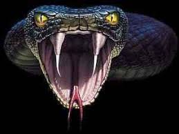 Resultado de imagem para serpentes