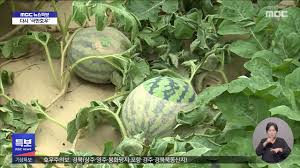 MBC 뉴스 - News update