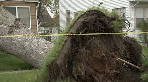 'It's heartbreaking': Massive tree crashes into a Kalamazoo family's home during Monday storm