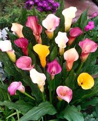 Znalezione obrazy dla zapytania kalia