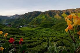 Image result for cameron highland in malaysia