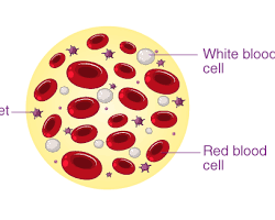 Image of Platelets blood