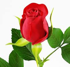 Image result for images of rose hd
