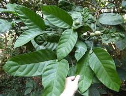 Image result for Oxyanthus pyriformis