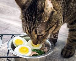 Eggs for cats