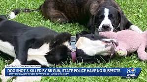 "We're at a loss." | Family seeks answers after dog shot, killed by BB gun