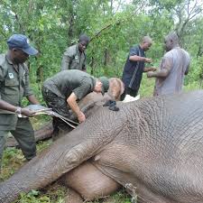🌍✨ Wildlife Conservation Day 2024 ✨🌍 World Wildlife ...