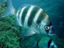 Resultado de imagen de LOS PECES II