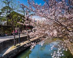倉敷美観地区 桜の画像