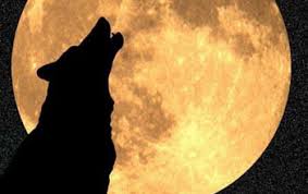 Image result for wolf images with moon