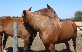 Image result for HORSE