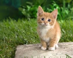 Resultado de imagen para algunos animales domesticos