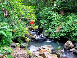 Resultado de imagen para la flora y la fauna de puerto rico