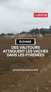 News source: ladepeche.fr