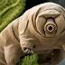 These animals can survive until the end of the Earth, astrophysicists ...