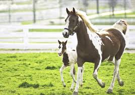 Image result for HORSE