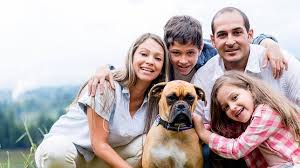 Image result for Cómo vivir en un hogar con varios perros