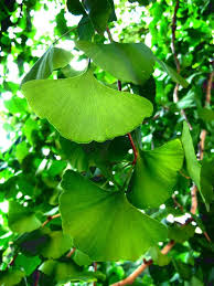 Lợi ích sức khỏe của Ginkgo Biloba - Viện Thuốc Dân Tộc