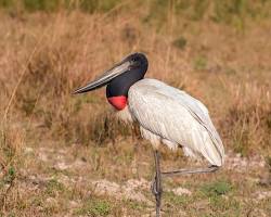 Image of Jabiru Stork, Pantanal, Brazil