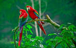pictures of 2 parrots talking like humans do download trump