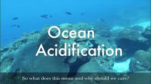 Image result for acidifying oceans pictures