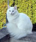 Angora turc