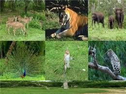 Image result for images of bandipur national park