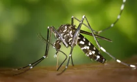 Mosquitoes test positive for West Nile virus in Durham