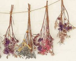 flowers hanging upside down to dryの画像