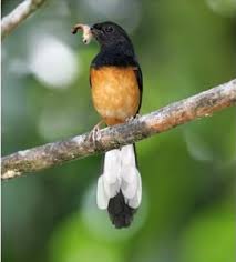 Hasil gambar untuk murai batu