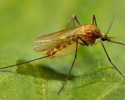 Culex pipiens mosquito