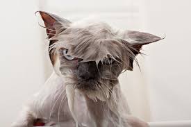 Image result for miserable rainy day  images free funny  