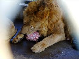 "El Lazca" tenia leones a quienes les daba de comer a sus víctimas especialmente agenteS policiales  Images?q=tbn:ANd9GcRKUuX6MbI90Ezih6Yn3au4efFKE5yGEGp9-qR8Q_idSX4mySf2