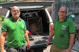 Grupo acusado de agredir capivara no RJ é enquadrado no decreto 'Justiça por Orelha'