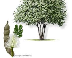 Image of Texas Ebony tree in South Texas