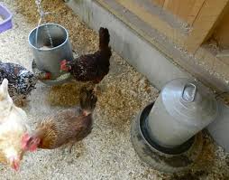 Image result for HEN FEEDING