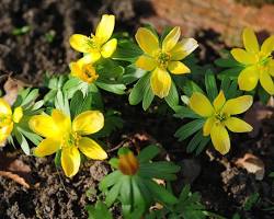 Winter Aconite plant