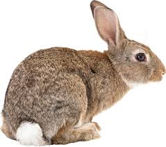 Image result for RABBIT