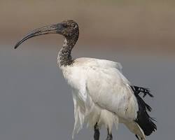 Ibis-sagrado