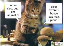 Résultat de recherche d'images pour "coucou qui bouge"