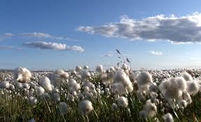 Image result for cotton