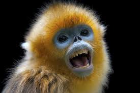 golden snub nosed monkey