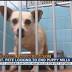 St. Pete ordinance could prohibit puppy mill pets in stores