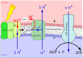 Chemiosmotische atp bildung