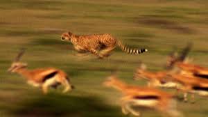 Image result for cheetah