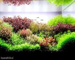 Imagem de Dutch Aquarium Aquascaping Style